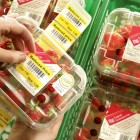 Ordinary paper (Vellum) labels – standard adhesive